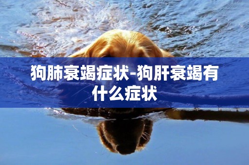 狗肺衰竭癥狀-狗肝衰竭有什么癥狀