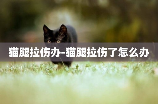 貓腿拉傷辦-貓腿拉傷了怎么辦