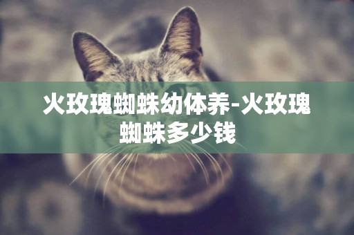 火玫瑰蜘蛛幼體養-火玫瑰蜘蛛多少錢