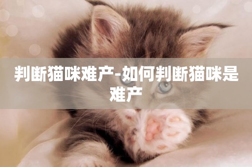 判斷貓咪難產-如何判斷貓咪是難產