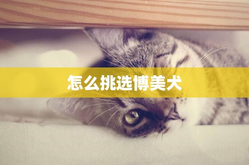 怎么挑選博美犬