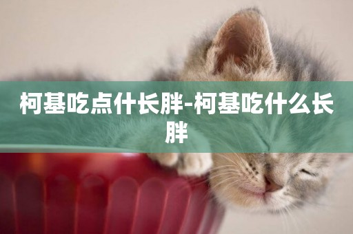 柯基吃點什長胖-柯基吃什么長胖