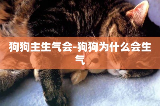狗狗主生氣會-狗狗為什么會生氣