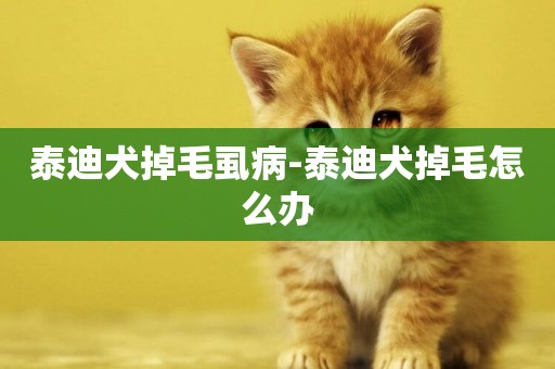 泰迪犬掉毛虱病-泰迪犬掉毛怎么辦
