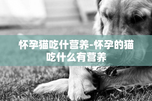 懷孕貓吃什營養-懷孕的貓吃什么有營養