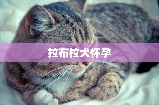 拉布拉犬懷孕