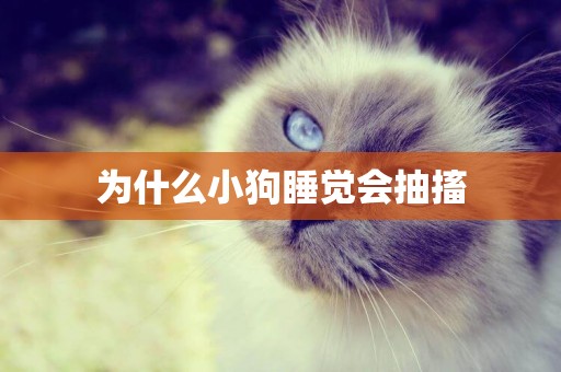 為什么小狗睡覺會抽搐