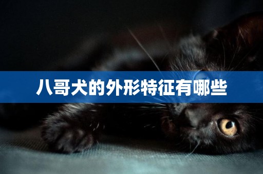 八哥犬的外形特征有哪些