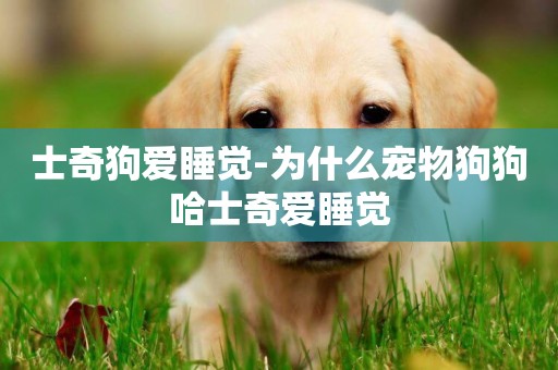 士奇狗愛睡覺-為什么寵物狗狗哈士奇愛睡覺
