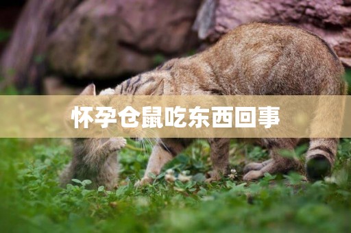 懷孕倉鼠吃東西回事