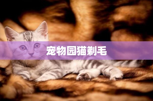 寵物園貓剃毛