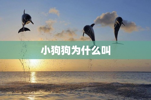 小狗狗為什么叫