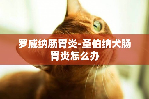 羅威納腸胃炎-圣伯納犬腸胃炎怎么辦