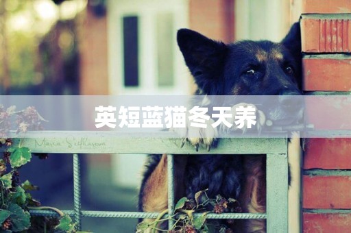英短藍貓冬天養