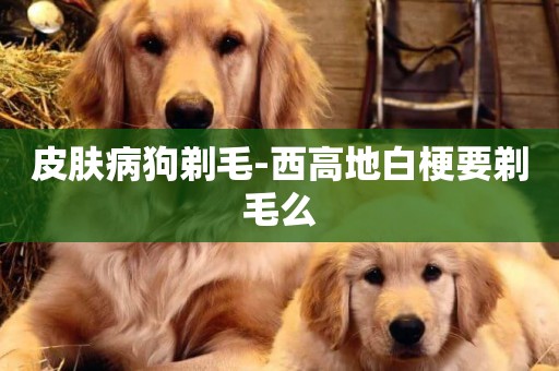 皮膚病狗剃毛-西高地白梗要剃毛么