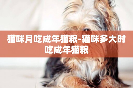 貓咪月吃成年貓糧-貓咪多大時吃成年貓糧