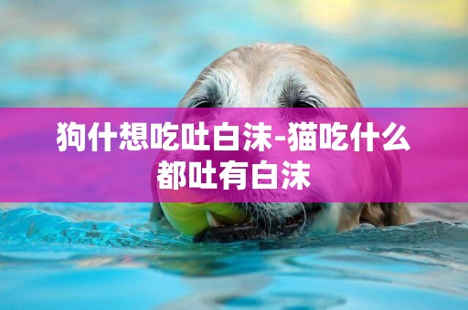 狗什想吃吐白沫-貓吃什么都吐有白沫