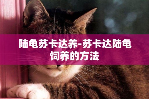 陸龜蘇卡達養-蘇卡達陸龜飼養的方法