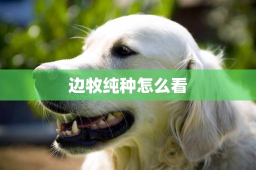 邊牧純種怎么看