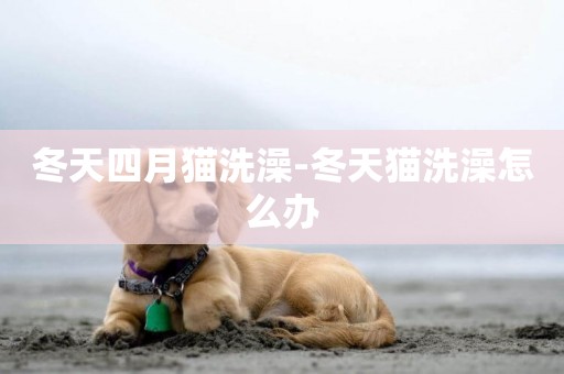 冬天四月貓洗澡-冬天貓洗澡怎么辦