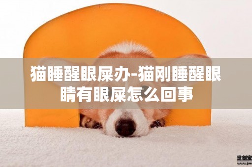 貓睡醒眼屎辦-貓剛睡醒眼睛有眼屎怎么回事