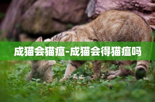 成貓會貓瘟-成貓會得貓瘟嗎