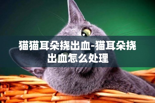 貓貓耳朵撓出血-貓耳朵撓出血怎么處理