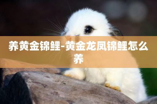 養黃金錦鯉-黃金龍鳳錦鯉怎么養