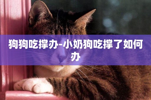 狗狗吃撐辦-小奶狗吃撐了如何辦