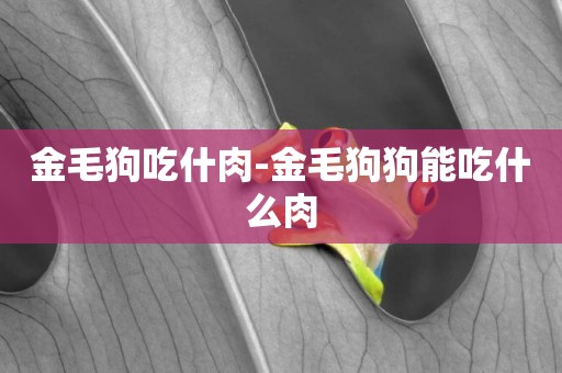 金毛狗吃什肉-金毛狗狗能吃什么肉