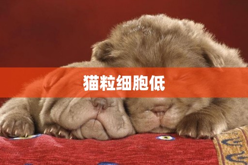 貓粒細胞低