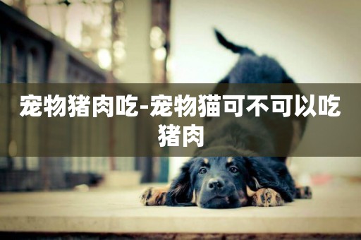 寵物豬肉吃-寵物貓可不可以吃豬肉