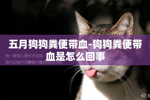 五月狗狗糞便帶血-狗狗糞便帶血是怎么回事