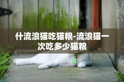 什流浪貓吃貓糧-流浪貓一次吃多少貓糧