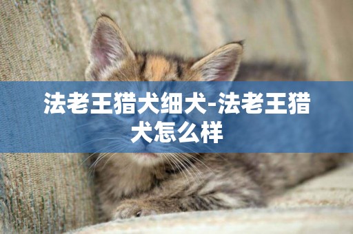 法老王獵犬細犬-法老王獵犬怎么樣