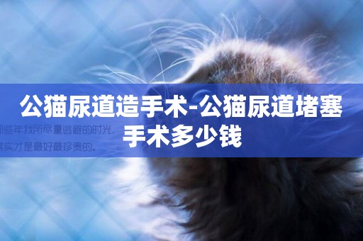 公貓尿道造手術-公貓尿道堵塞手術多少錢