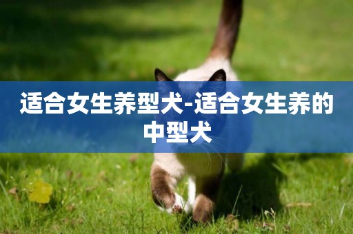 適合女生養型犬-適合女生養的中型犬