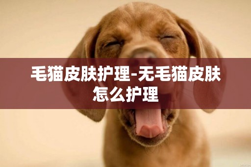毛貓皮膚護理-無毛貓皮膚怎么護理