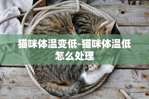 貓咪體溫變低-貓咪體溫低怎么處理