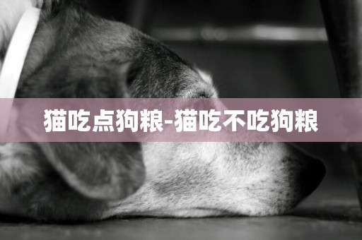 貓吃點狗糧-貓吃不吃狗糧