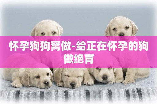 懷孕狗狗窩做-給正在懷孕的狗做絕育