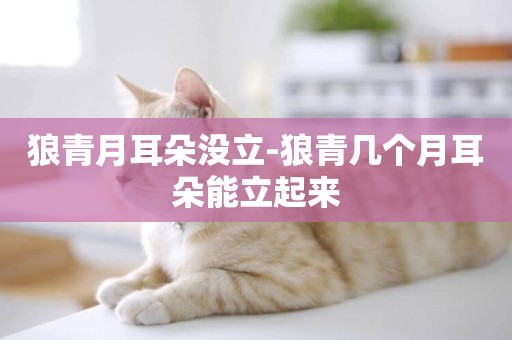 狼青月耳朵沒立-狼青幾個月耳朵能立起來