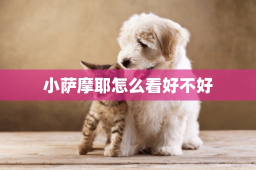 小薩摩耶怎么看好不好