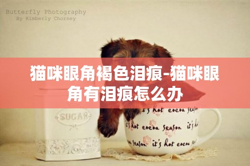 貓咪眼角褐色淚痕-貓咪眼角有淚痕怎么辦
