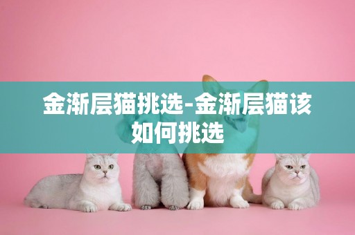 金漸層貓挑選-金漸層貓該如何挑選