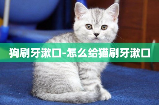 狗刷牙漱口-怎么給貓刷牙漱口