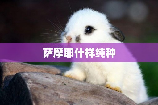 薩摩耶什樣純種