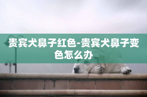 貴賓犬鼻子紅色-貴賓犬鼻子變色怎么辦