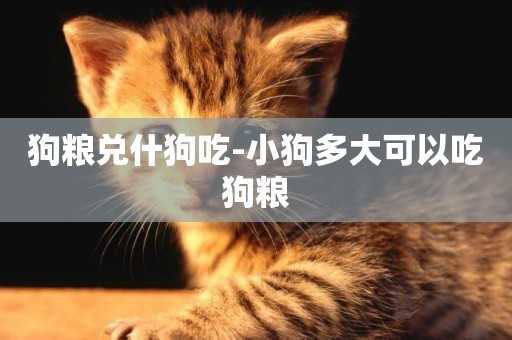 狗糧兌什狗吃-小狗多大可以吃狗糧