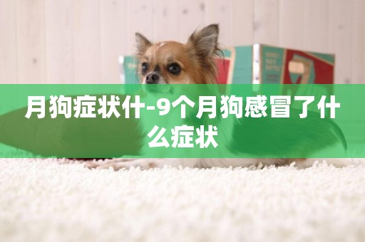 月狗癥狀什-9個月狗感冒了什么癥狀